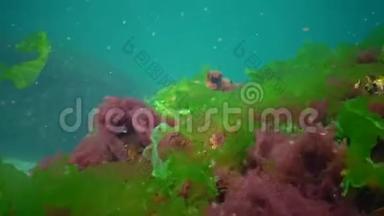 红<strong>藻</strong>、绿<strong>藻</strong>和褐<strong>藻</strong>，分布在乌尔瓦州的黑海卟啉病的海床上。